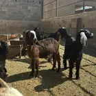 تيوس اعمارهن 5ونص ثلاجات