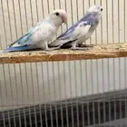 روز ابرق من النوادر