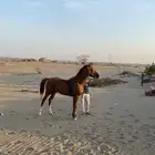 حصان للبيع الموقع رابغ