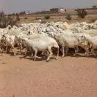 غنم كفو كفو منوة القناي العدد97