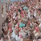 جملة دجاج وديوك