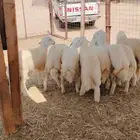 خرفان حريات للبيع خدمة سلخ و توصيل