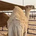 3 قعدان للبيع 7 شهور