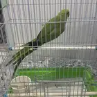 دره هندي
