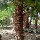 نخيل واشنطونيا جميع المقاسات