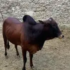 ثور هادي للبيع