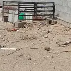 البيع
