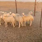 طليان ذبايح مناسابات ( تم البيع )