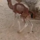حوار ضياار قعود