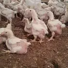 دجاج لاحم جاهز للذبح