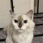 قطة جميلة للتبني