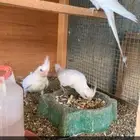 كروان البينو عيون حمر مع فرخ انتاجه