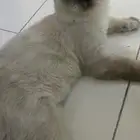 قطه هملايا