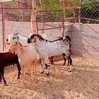 فحل ماعز بيشي