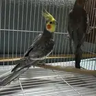 زوج عصافير كروان كوكتيل