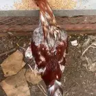 ديك سندي للبيع