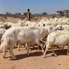 غنم حري حرش كفو