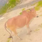 للبيع بقره اتوقع والعلم عند الله انها حايل