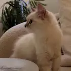 قط هملايا للبيع