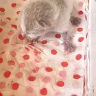قطه للتبني صغيره