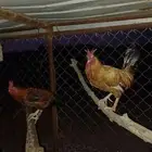 دجاج بلدي حضان