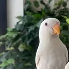 عصفور روز اليف وهد د