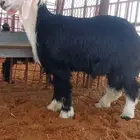 نجد جزل ونظاف ذبايح