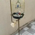 استاند طيور واشبوك
