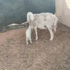 شاه حرية والد سنها تامه تحتها واحد