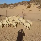 طليان ورخال تربيه