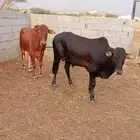 حسلان للبيع