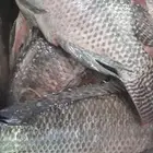 سمك بلطي نيلي(( حي ))احجام كبيرة اسعار مناسبة (سعر جملة)