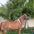 خيل فرس