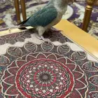 طير كنيور للبيع