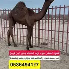 قعود اصفر مقنوي للبيع