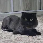 قطه للتبني