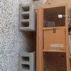 بيت دجاج كبير وحضانه صيصان ودجاج باحجام مختلفه