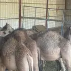 قعدان للبيع