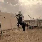 حصان شعبي