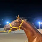 مهر واهو شيخ