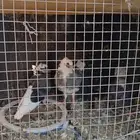 حمام قطيفي قلاب