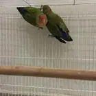 زوج روز الليف مع القفص