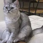 قطط