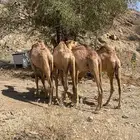 حشيان