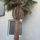 نخله واشنطن طولها حدود 3 متر وعليها للبيع