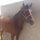 فرس