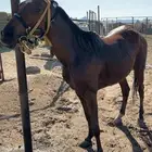 فرس شعبي سليمه جميع العذاريب ارتفاعها 7 بلكات