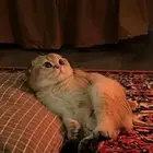 قطه سكوتش فولد قولد
