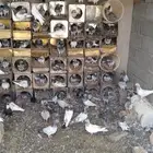 حمام باكستاني مشكل