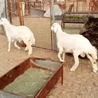 طليان إعماره من 6 شهور إلى سبعه